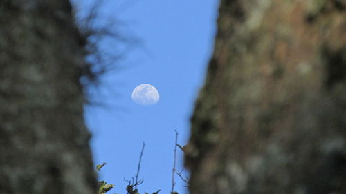 Low angle view of moon in sky