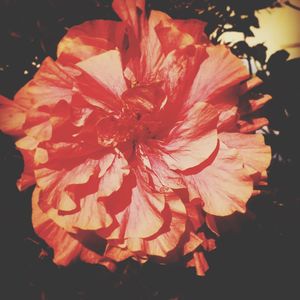 Close-up of red rose flower