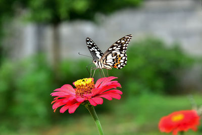 Close-up of butterfly pollinating on flower