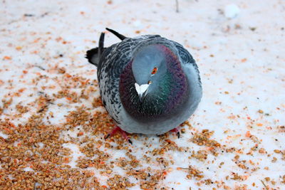 Close-up of bird