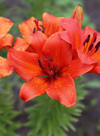 Close-up of water drops on red flower