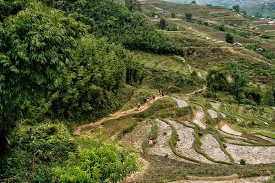High angle view of trees on landscape