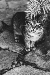 Portrait of angry cat on footpath