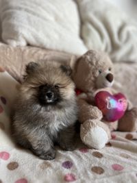 mammal