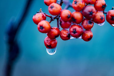 Close-up of red berries with raindrops