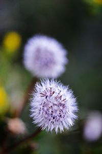 Close-up of purple flowering plant