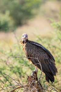 Close-up of bird perching on a field