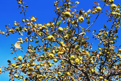 Low angle view of flower tree against blue sky