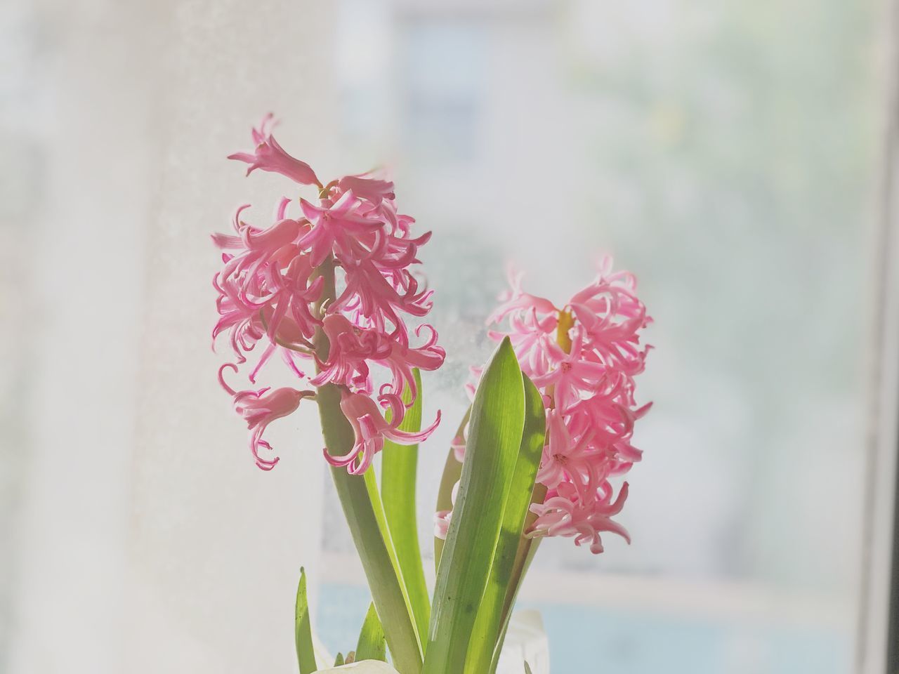 CLOSE-UP OF PINK FLOWER