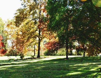 Trees in park during autumn