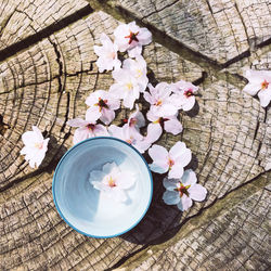 High angle view of cherry blossom by tree