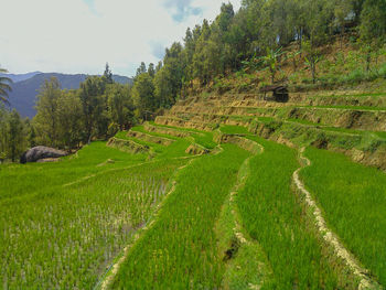 Scenic view of agricultural field against sky