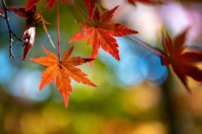 Close-up of maple leaves on plant