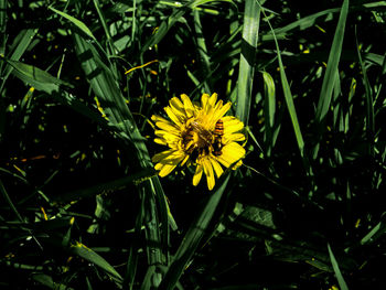 Close-up of yellow flower blooming outdoors