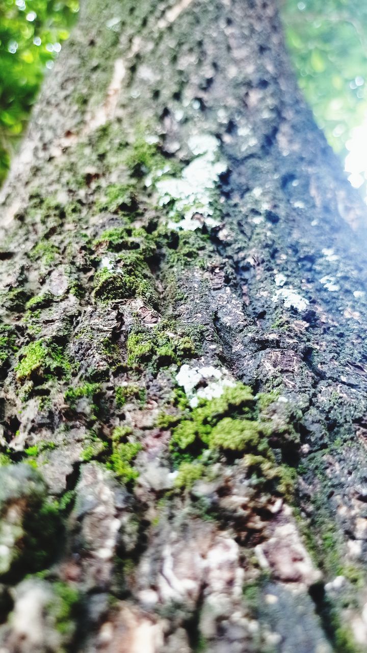 tree, green, plant, tree trunk, trunk, moss, nature, selective focus, day, no people, forest, leaf, growth, close-up, flower, soil, textured, outdoors, woodland, branch, grass, bark, beauty in nature, plant bark, land, rough, lichen, tranquility, wood, sunlight, focus on foreground, high angle view