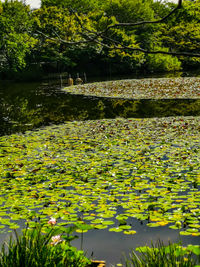 Scenic view of lake