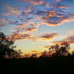 Silhouette of trees at sunset