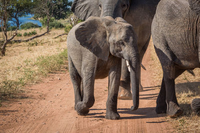 Elephants walking on dirt road during sunny day