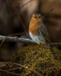 Close-up of bird perching on tree