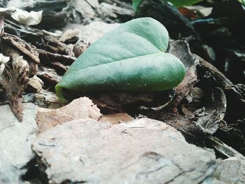 Close-up of fresh green leaves