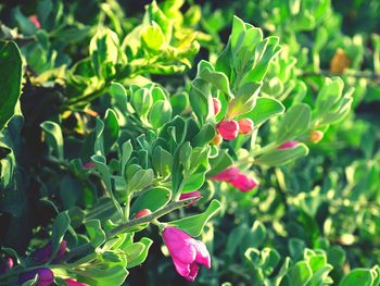 Close-up of flowers blooming outdoors