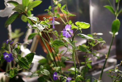 Close-up of purple flowering plant