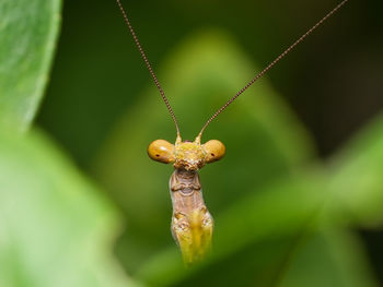 Close-up of grasshopper on plant