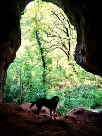 Horse in a forest