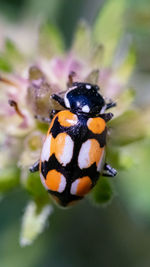 Close-up of butterfly pollinating flower