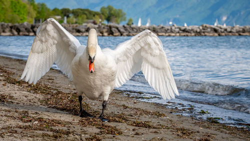 One mute swan spreading wings on the beach. cygnus olor runs in attack position.