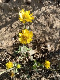 flowering plant