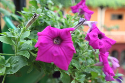 Close-up of pink flowers blooming outdoors