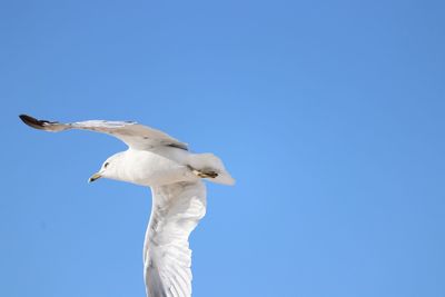 Low angle view of bird against clear blue sky