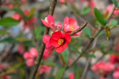 Close-up of red flowers blooming outdoors