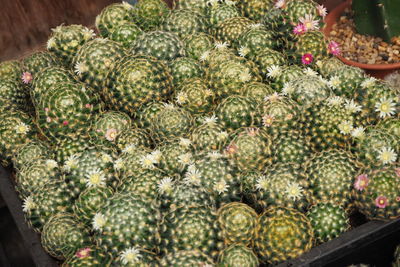 High angle view of fruits for sale in market