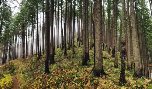 Pine trees in forest