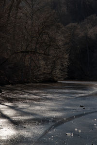 Bare trees on snow covered landscape