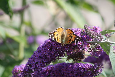 Close-up of butterfly pollinating on purple flower