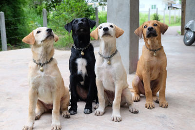 View of dogs looking up