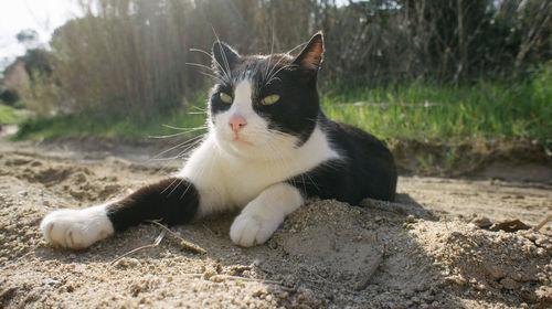 Close-up of cat lying on field