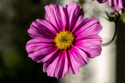 Close-up of pink cosmos flower