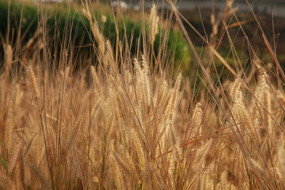 Close-up of stalks in field