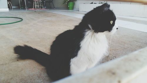 Cat sitting on floor