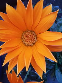Close-up of orange flower