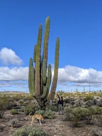 Scenic view of giant mexican cactus against sky