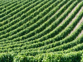 Full frame shot of crops on field