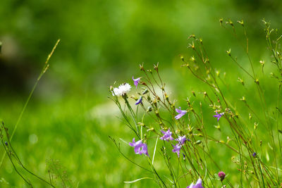 Close-up of butterfly pollinating on purple flowering plant