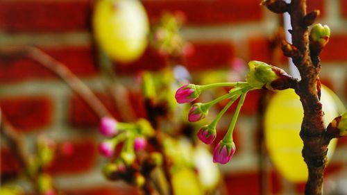 Close-up of red flowering plant