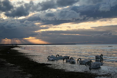 Scenic view of swans in the sea against sky during sunset