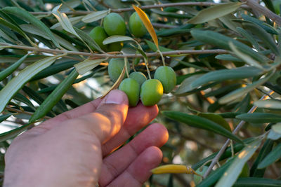 Close-up of hand holding plant